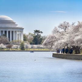 Jefferson Memorial in Spring with Cherry Blossoms