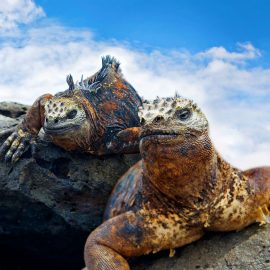 Galapagos Student Trip