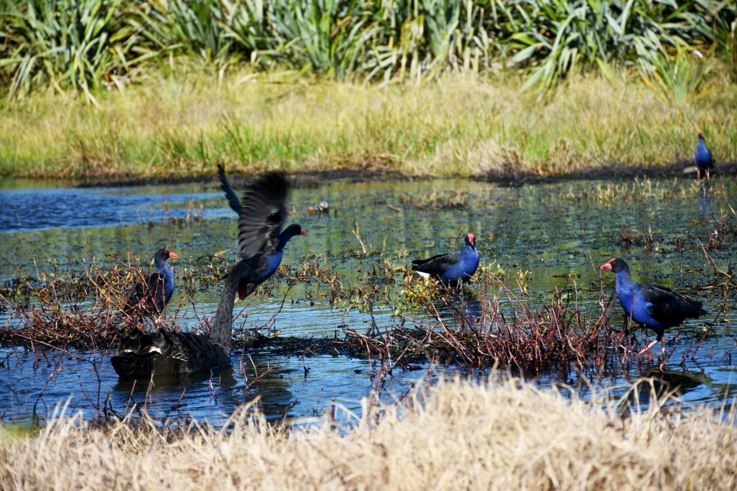 Conservation Trips | Water Conservation in New Zealand | WorldStrides