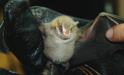 Bat Study Night, Costa Rica