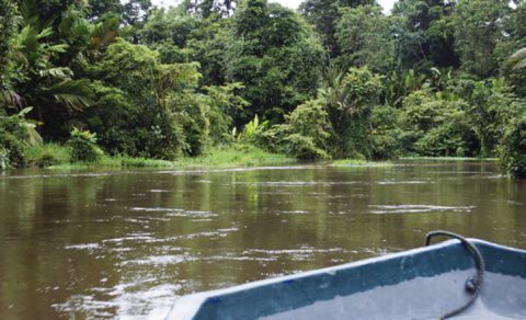 Jungle River Mangrove Adventure, Costa Rica