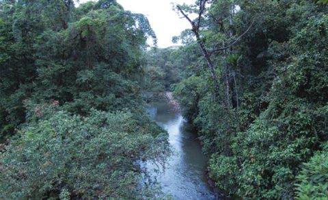 Macroinvertebrate Rainforest Study at Tirimbina, Costa Rica