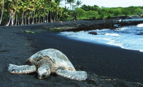 Punalu'u Black Sand Beach, Hawaii