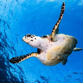 Marine life, Bahamas