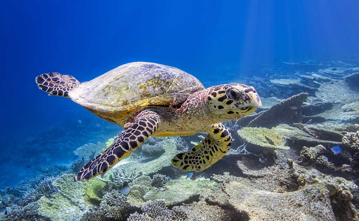 STEM tours | Marine Biology and STEM in the Bahamas | WorldStrides