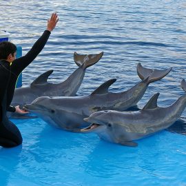 marine-mammal-institute