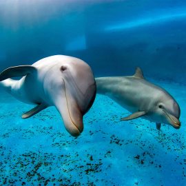 Two bottlenose dolphins swimming in a pool.